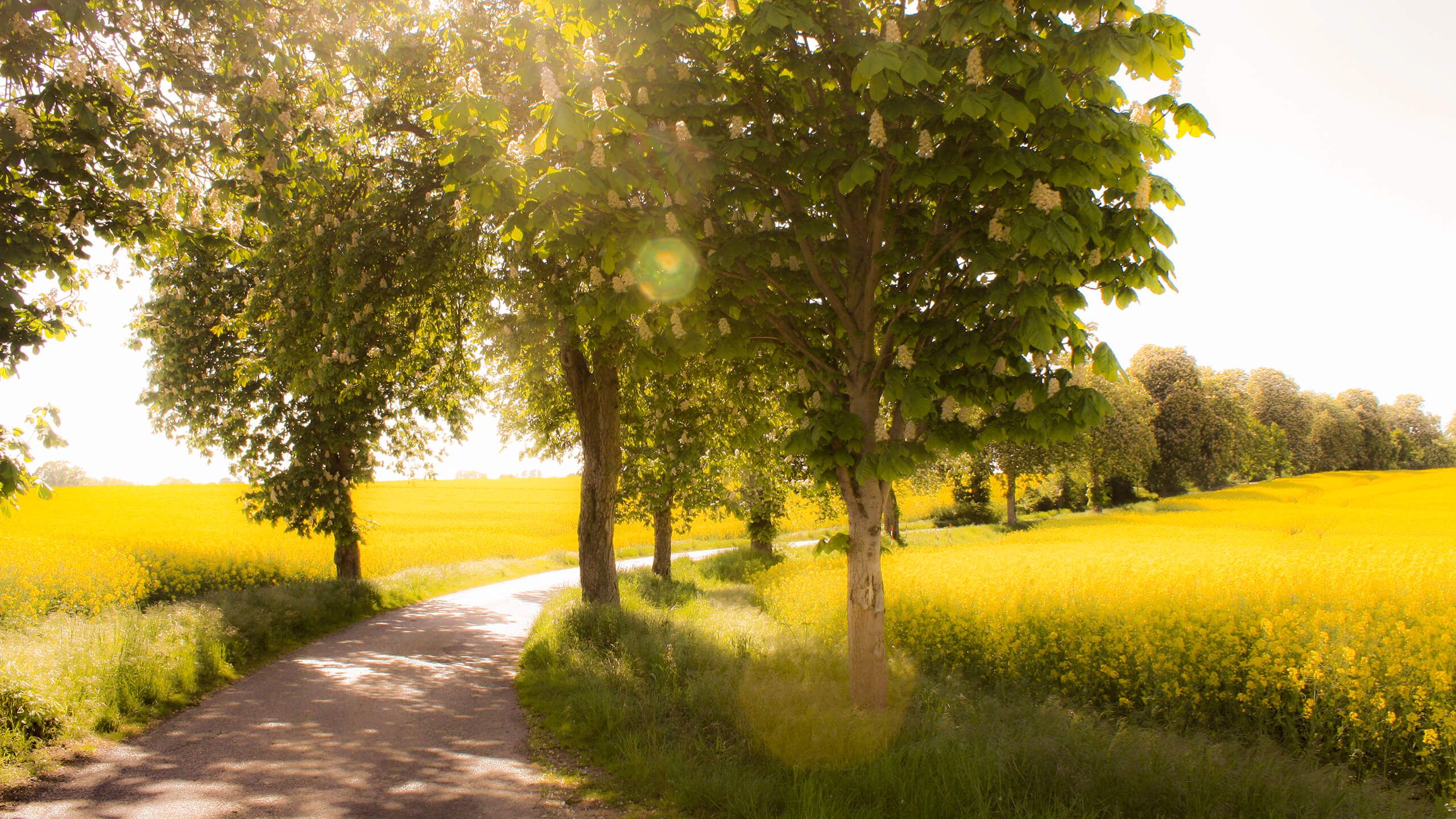 Sonnenaufgang über Feldern & Wiesen